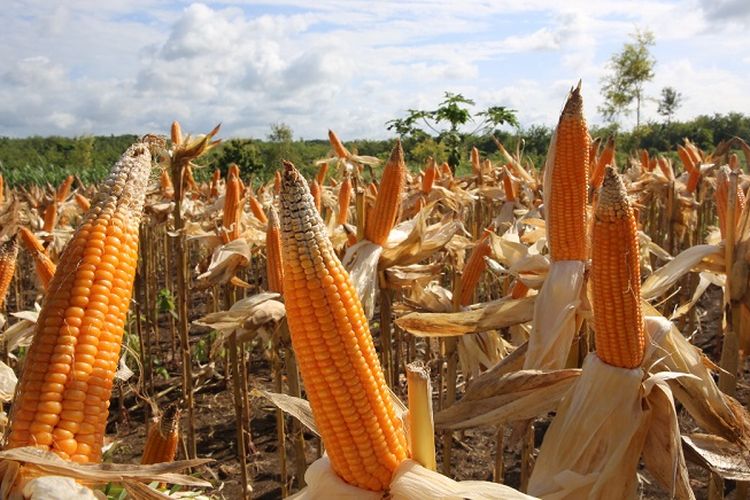 BPS Catat Produksi Jagung 1,18 Juta Ton, Potensi Panen Masih 4,23 Juta Ton