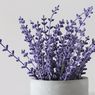 Panduan Menanam Tanaman Lavender di Dalam Pot
