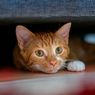 Punya 18 Jari hingga Tak Bisa Rasa Manis, Ini Daftar Keunikan Tubuh Kucing