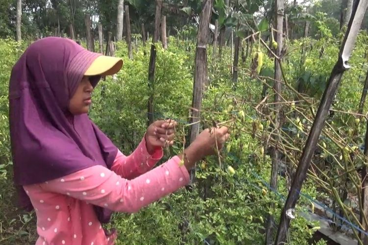 Salah satu petani di Kabupaten Malang mengeluh akibat produksi cabai merosot.