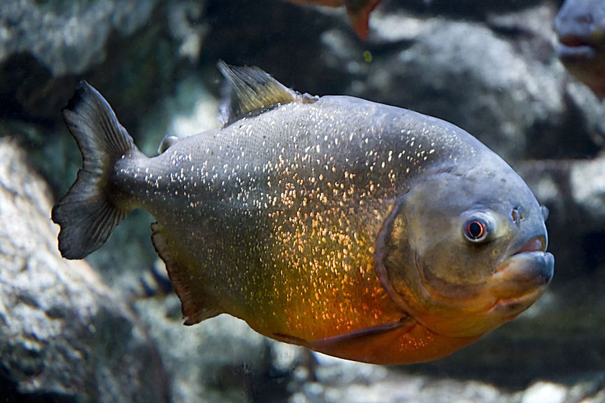 Ikan Red Bellied Piranha, ikan predator air tawar nokturnal.