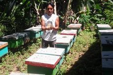 Hidup Nomaden Bersama Lebah, Kusyanto Dapatkan 1 Ton Madu Setahun