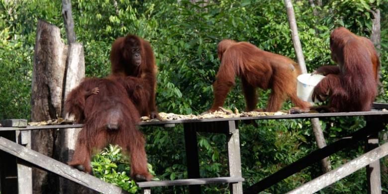 Orangutan di Taman Nasional Tanjung Puting, Kalimantan Tengah.