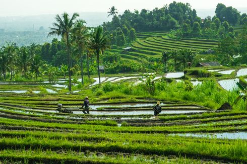 Asuransi Pertanian, Solusi di Tengah Potensi Gagal Panen