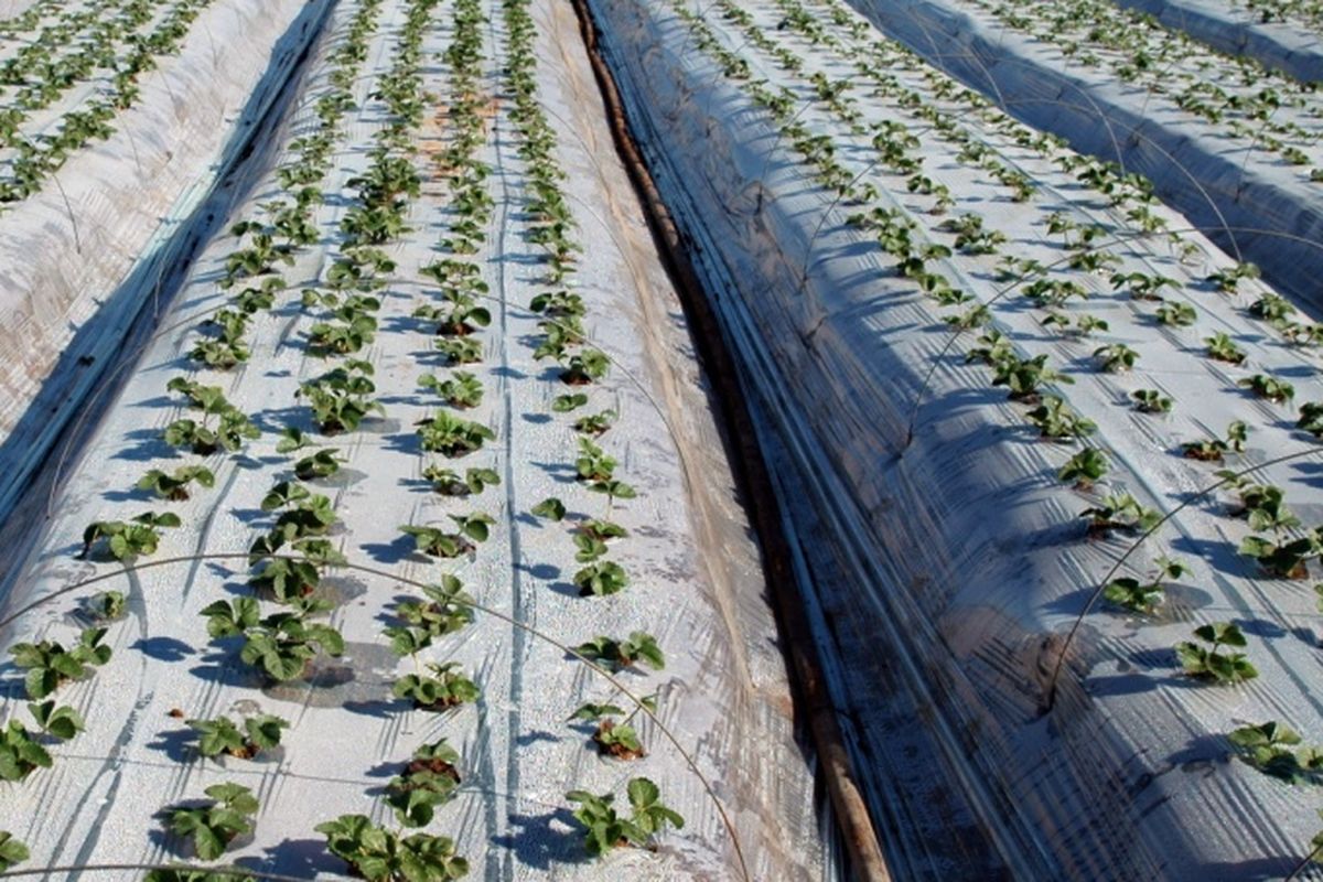 Ilustrasi penggunaan mulsa plastik di lahan pertanian.