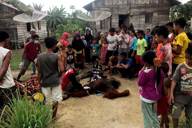 Balai Konservasi Sumber Daya Alam (BKSDA)  Aceh melalui tim SKW II Subulussalam bersama YOSL-OIC dan masyarakat melakukan evakuasi terhadap satu individu orangutan dengan kondisi terluka dan kedua matanya buta diduga akibat tembakan senapan angin.  Rabu (27/11/2019).