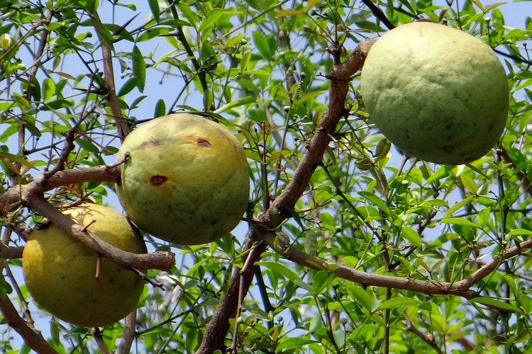 Ilustrasi buah maja, pohon maja. 