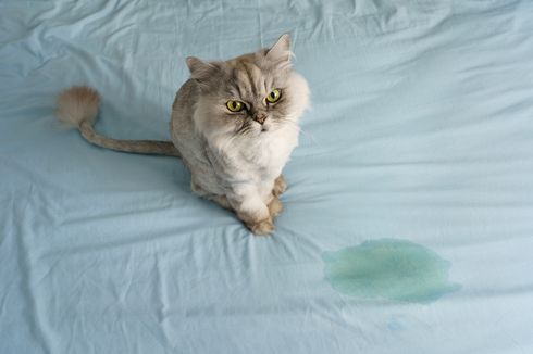 Cara Menghilangkan Noda Kencing Kucing dari Tempat Tidur