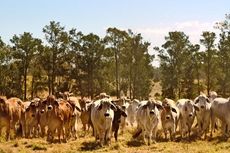 Akibatkan 50 Ekor Sapi Mati, Peternak Didenda Rp 75 Juta