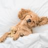 7 Faktor yang Mempengaruhi Waktu Tidur Anjing Peliharaan, Apa Saja?