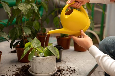 Mudah, Begini Cara Membuat PGPR dari Perakaran Rumput