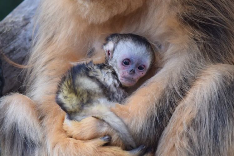 Spesies Monyet Paling Langka di China Lahir di Perancis