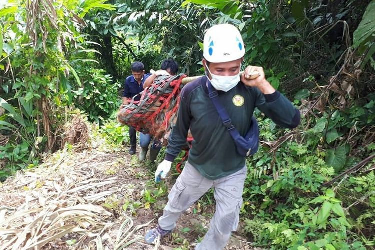 Dua orang dari tim OIC mengevakuasi orangutan tapanuli (Pongo tapanuliensis) di Desa Aek Batang Paya, Kecamatan Sipirok, Kabupaten Tapanuli Selatan. Orangutan ini ditemukan dengan kondisi luka-luka di sejumlah luka di tubuhnya dan saat ini dirawat di Pusat Karantina dan Rehabilitasi Orangutan di Batu Mbelin, Deli Serdang.