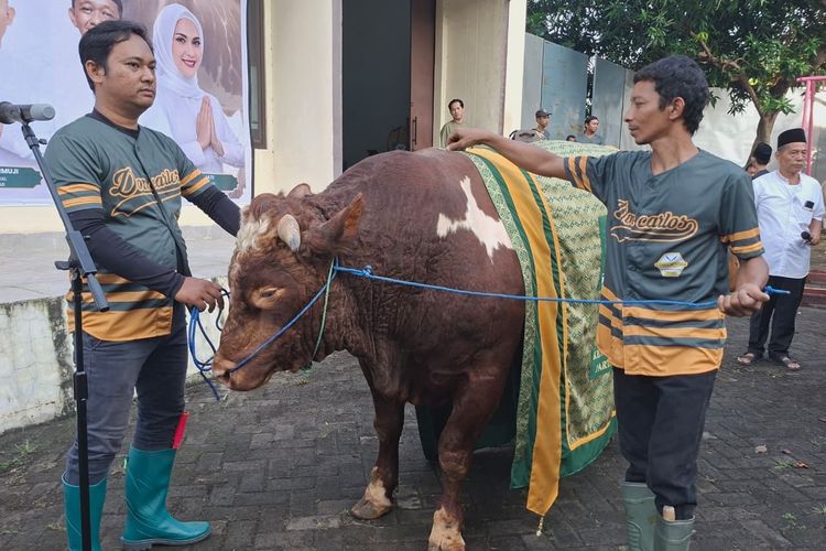 Bahlil Naik Haji, Golkar Salurkan 47 Sapi Kurban dan 4 Kambing pada Idul Adha 2026