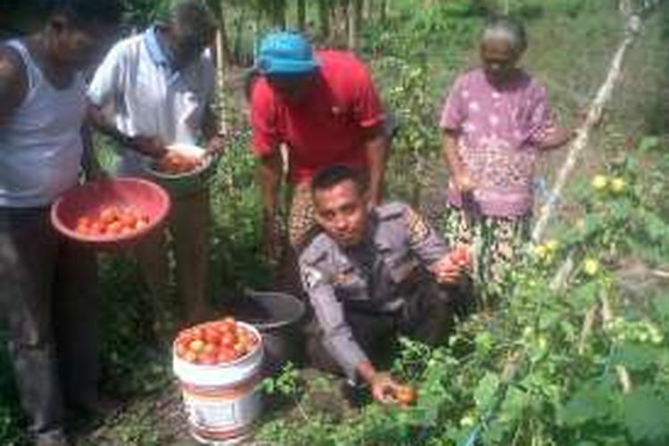 Bigadir Polisi (Brigpol) Sukmawadi (31) sedang panen tomat bersama warga yang menjadi anggota kelompoknya 