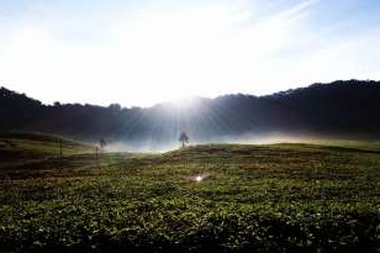 Kawasan jalur pendakian ke Gunung Kencana yang terletak di Kampung Rawa Gede, Desa Tugu Utara, Kecamatan Cisarua, Kabupaten Bogor, Jumat (5/5/2016). Di jalur pendakian ke Gunung Kencana banyak sekali ditemukan perkebunan teh nan hijau di sisi kiri dan kanan jalan.