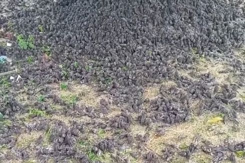 Aneh, Ribuan Burung Pipit Berjatuhan di Kuburan di Bali, Apa Penyebabnya?