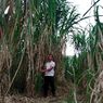 Berawal dari Bantuan, Usaha Rumput Pakan Ternak Beromzet Miliaran