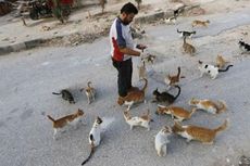 Pria Budiman Beri Makan Ratusan Kucing Korban Perang Suriah