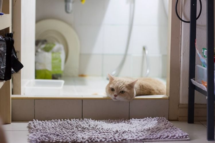 Ilustrasi kucing di kamar mandi