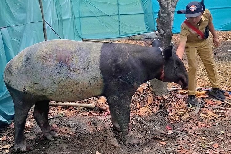 Kondisi Tapir yang Terjebak di Perkebunan Mesuji Mulai Membaik, Belum Boleh Dilihat Pengunjung