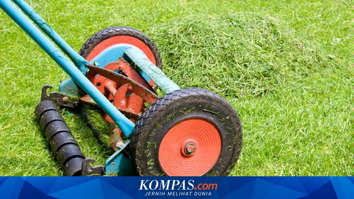 Menanti Pertarungan, Rumput VS Garam...