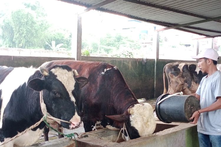 Potret beberapa sapi milik warga di kawasan Sanan, Kota Malang, Jawa Timur pada Kamis (12/5/2022) tidak nampak adanya gejala PMK. 