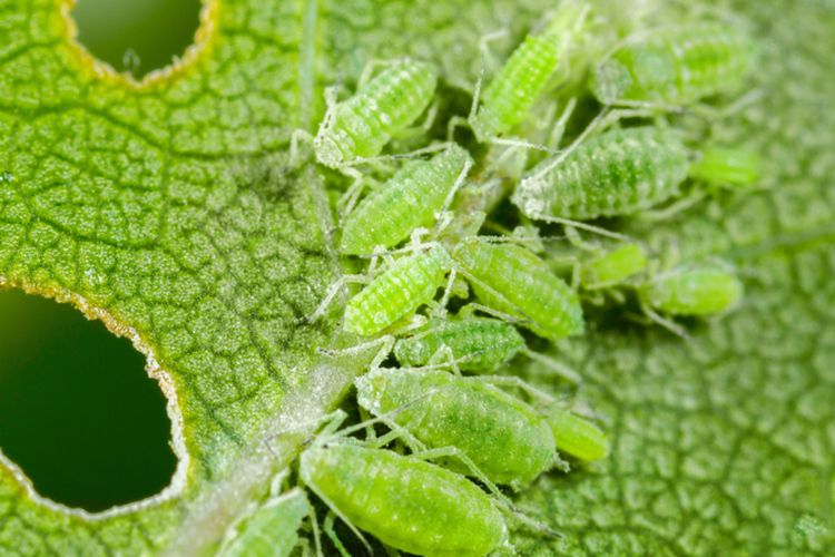 Ilustrasi kutu daun.