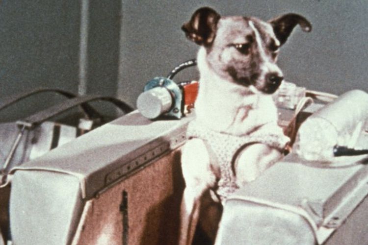 Laika, anjing yang dikirim Uni Soviet ke luar angkasa
