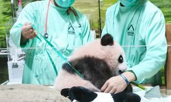 Menengok Si Toddler Panda Rio di Taman Safari Bogor, Tonggak Penting Konservasi Satwa Indonesia
