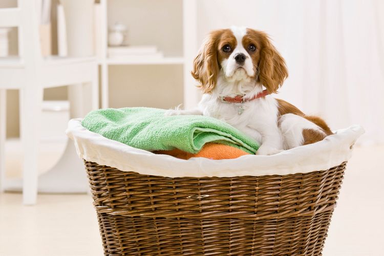 Ilustrasi anjing duduk di keranjang cucian atau pakaian.