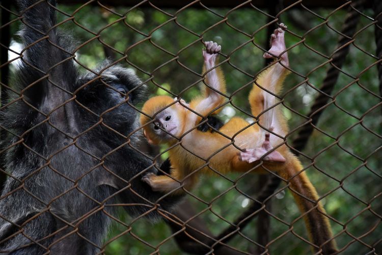 Remon Covid (1 bulan) bayi lutung (javan silvered leaf monkey) yang lahir dari pasangan jantan Albert dan betina Luluk, tengah bermain di kandang Lutung di Bandung Zoological Garden (Bazooga), Rabu (3/6/2020). Remon lahir 3 Mei 2020 ditengah pandemi covid-19, kini menjadi koleksi lutung ke empat yang dimiliki Bazooga.