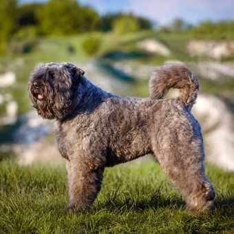 Ilustrasi ras anjing Bouvier des Flandres.