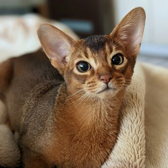 Ilustrasi kucing Abyssinian.  