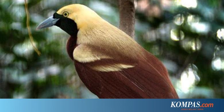 Ini 7 Tips Melihat Cenderawasih Di Sawinggrai Halaman All Kompas Com