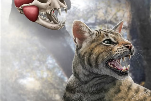 Spesies Kucing Prasejarah Baru Ditemukan di Spanyol