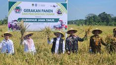 Panen Padi di Madiun, Khofifah Sebut Beras Produk Politik, Harus Aman dan Harga Terjangkau