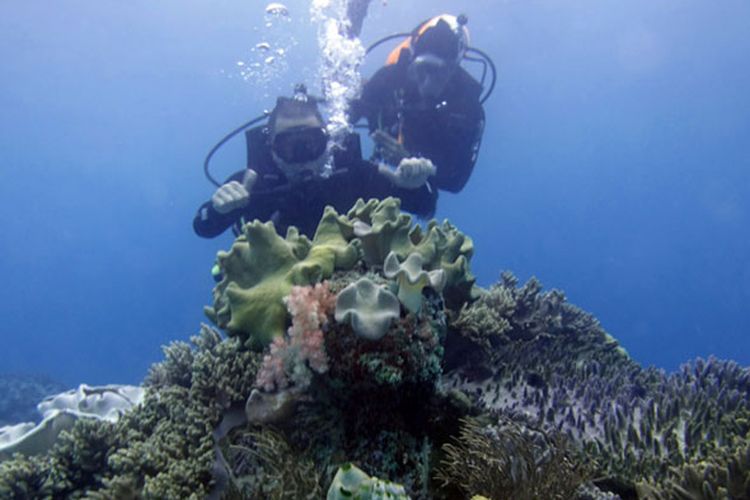 Keindahan bawah laut Teluk Sumbang di Kabupaten Berau, Kalimantan Timur. 