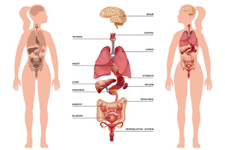 cara merawat organ vital tubuh agar tetap sehat