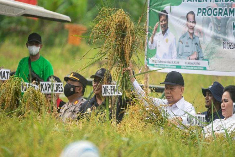 Program ekstensifikasi Kementerian Pertanian di Kabupaten Kapuas, Kalimantan Tengah, sulap lahan tidur sukses panen. 