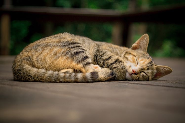 Seperti manusia, kucing juga bisa demam dan menggigil.