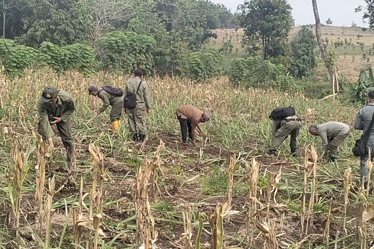 Puluhan Hektar Tanaman Tebu di Blora Dihancurkan, Perhutani Jelaskan Duduk Perkaranya