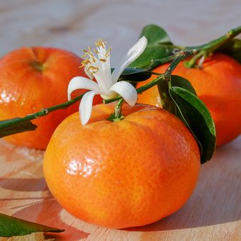 Ilustrasi jeruk mandarin