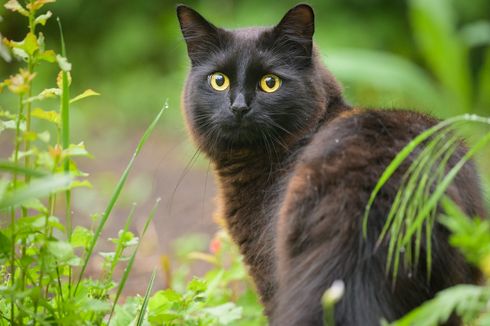 Kenapa Bulu Kucing Hitam Berubah Warna? Ini 4 Penyebabnya