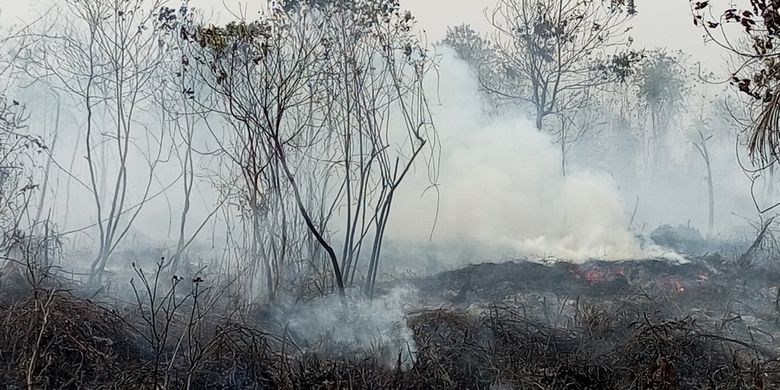 23 Ribu Lahan Gambut Terbakar pada Juli 2025, 56 Persen Terkait Izin Sawit dan PBPH