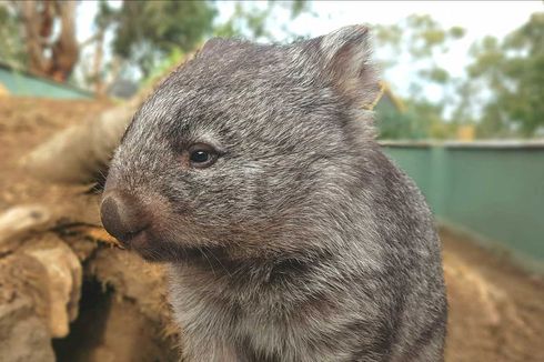 Ramai Dibahas Warganet, Ini Keunikan Wombat yang Jadikan Pantat Alat Pertahanan Diri