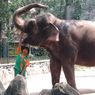Ragunan Tetap Buka H+1 Lebaran, Khusus untuk KTP Jakarta