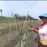Pemerintah Didorong Buka Akses Petani ke Pasar