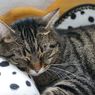Kucing Tidak Mau Makan, Kapan Harus Dibawa ke Dokter Hewan?