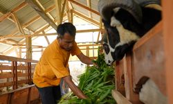 ANTAM Dukung Masyarakat Cisarua dalam Pengembangan Budi Daya Domba